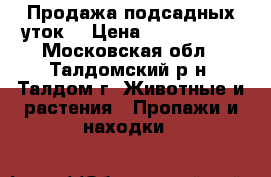 Продажа подсадных уток. › Цена ­ 3500-4000 - Московская обл., Талдомский р-н, Талдом г. Животные и растения » Пропажи и находки   